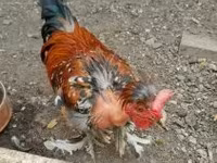 Chickens — 2. fotó