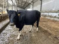 بقرة, Russian Black pied cattle — الصورة 6