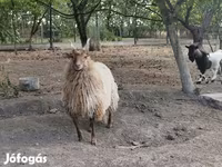母羊, Racka sheep — 照片 5