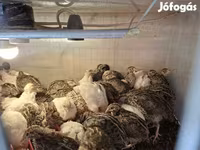 Quails — Foto 2