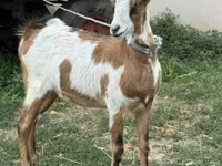 母山羊, Goats — 照片 2