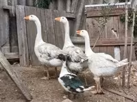 Geese — foto 1