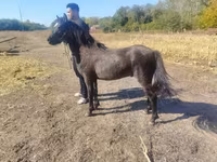 公马, Horses — 照片 3