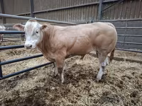 सांड, Blonde d’Aquitane cattle — फ़ोटो 3