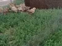Chickens — 2. fotó
