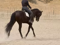Hing, Friesian — 5. fotó