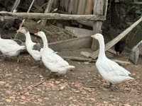 Geese — الصورة 1