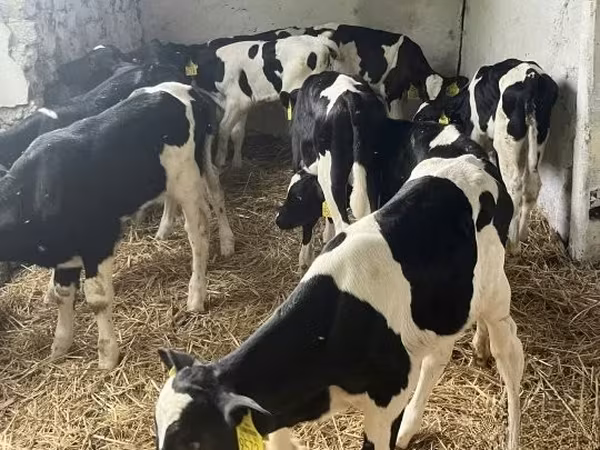 Byk, Russian Black pied cattle — Węgry