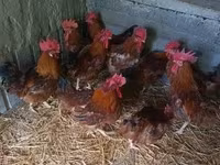 Chickens — Foto 2
