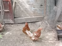 Chickens — 1-сурет