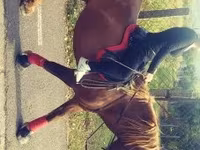 Caballo, Caballos — foto 3