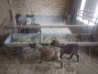 भेड़ें (लॉट, लिंग निर्दिष्ट नहीं), भेड़ — फ़ोटो 3