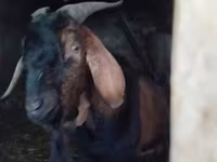 Kozel, Nubian Goat — foto 4