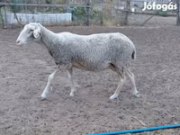 نعجة, Lacaune sheep — الصورة 2