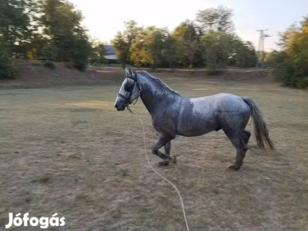 Конь, Липицианская лошадь