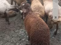 Juhok (tétel, nem megadva), Red Karaman sheep — 3. fotó