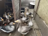 Geese — फ़ोटो 4