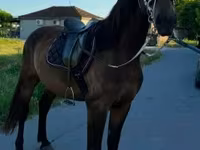 Caballo, Caballos — foto 1