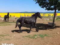Hengst, Friesian — Foto 4