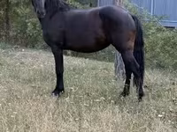 घोड़ी, Friesian — फ़ोटो 1