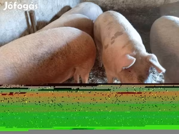 Sow, Pigs