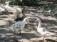 Geese — الصورة 5