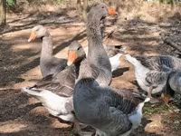 Geese — 3. fotó