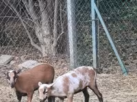Kos, Cameroon sheep — 1. fotó