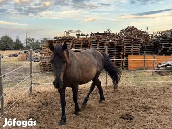 Hing, Hucul pony
