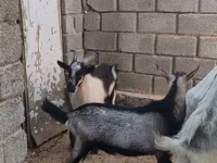 Bak, LaMancha goats — 2. fotó
