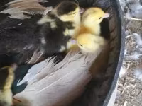 Ducks — 照片 3