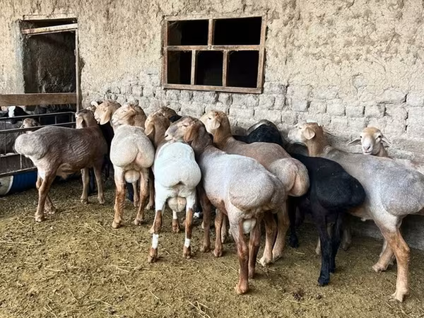Kos, Rhon sheep