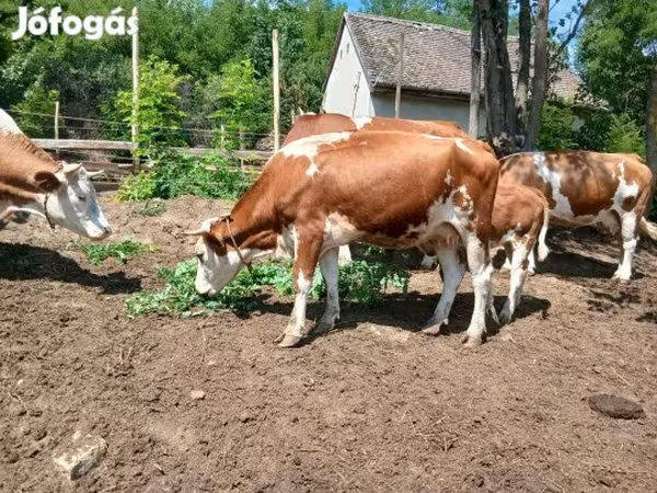 Tehén, Simmental cattle — Magyarország