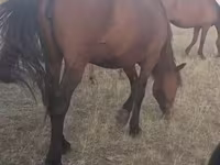 母马, Horses — 照片 1