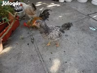 Japanisches Bantam — Foto 2