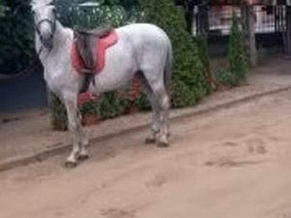 Cheval, Chevaux