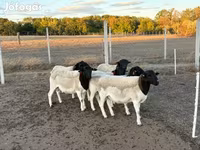 मेढ़ा, Dorper sheep — फ़ोटो 4