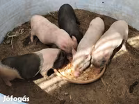 Säue, Вьетнамская вислобрюхая — Foto 3