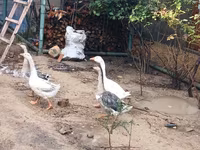 Geese — foto 5