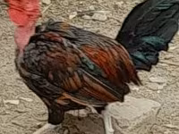 Chickens — 1. fotó