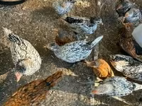 सेब्राइट — फ़ोटो 3
