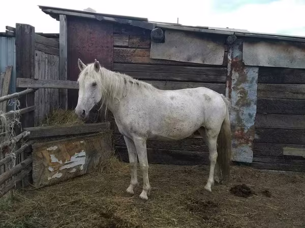 母马, Horses