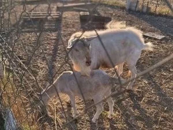 Keçi, Boer goat