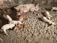 母猪, Pigs — 照片 5