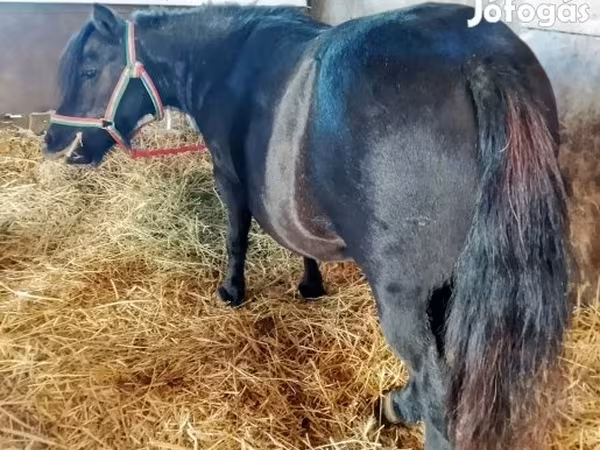 Mare, American shetland pony