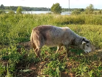 Nőstény kecske, Kejobong goat — 4. fotó