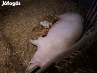 Säue, Schweine — Foto 3