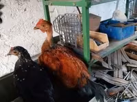 Chickens — 1-сурет