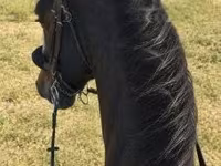 公马, Dutch warmblood horse — 照片 3