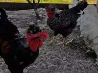 Chickens — 5. fotó